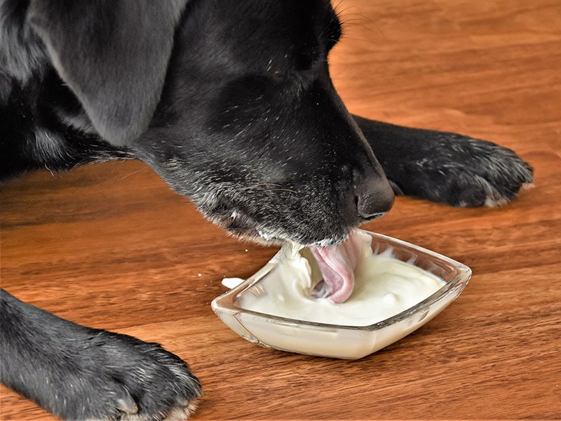 is yogurt good for shih tzu