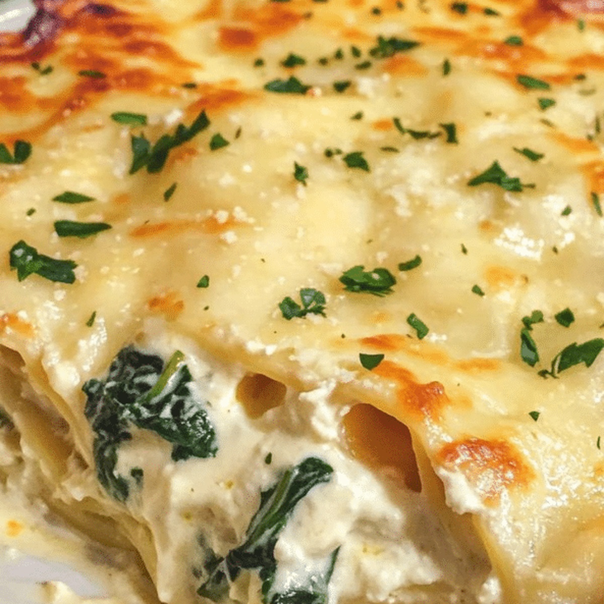 Chicken Alfredo Lasagna Recipe
