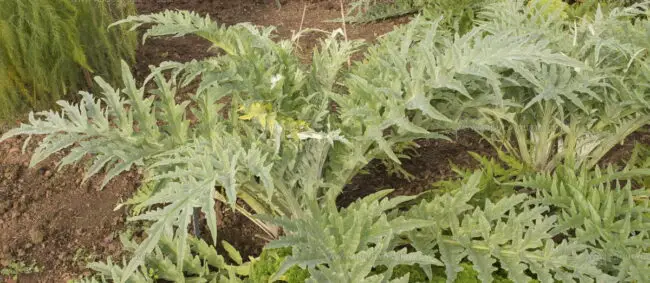 Cardo Della Val Di Cornia