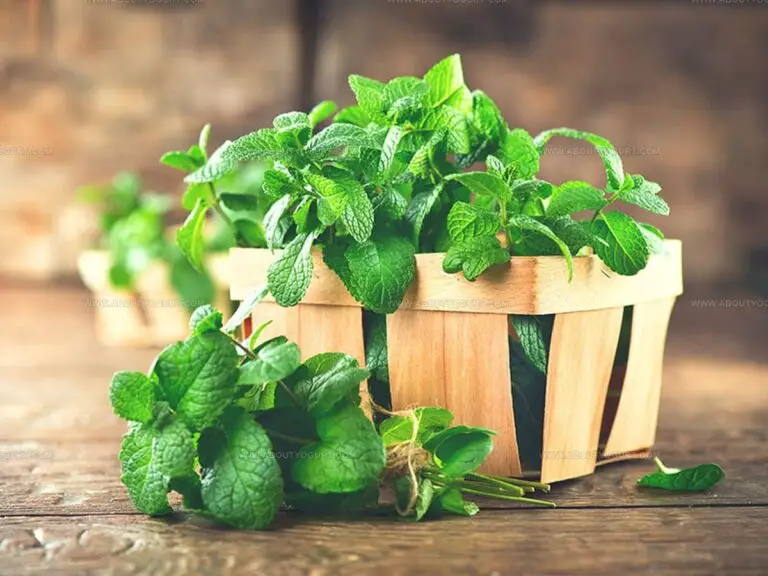 Basil or Oregano: What Makes Each Herb Unique