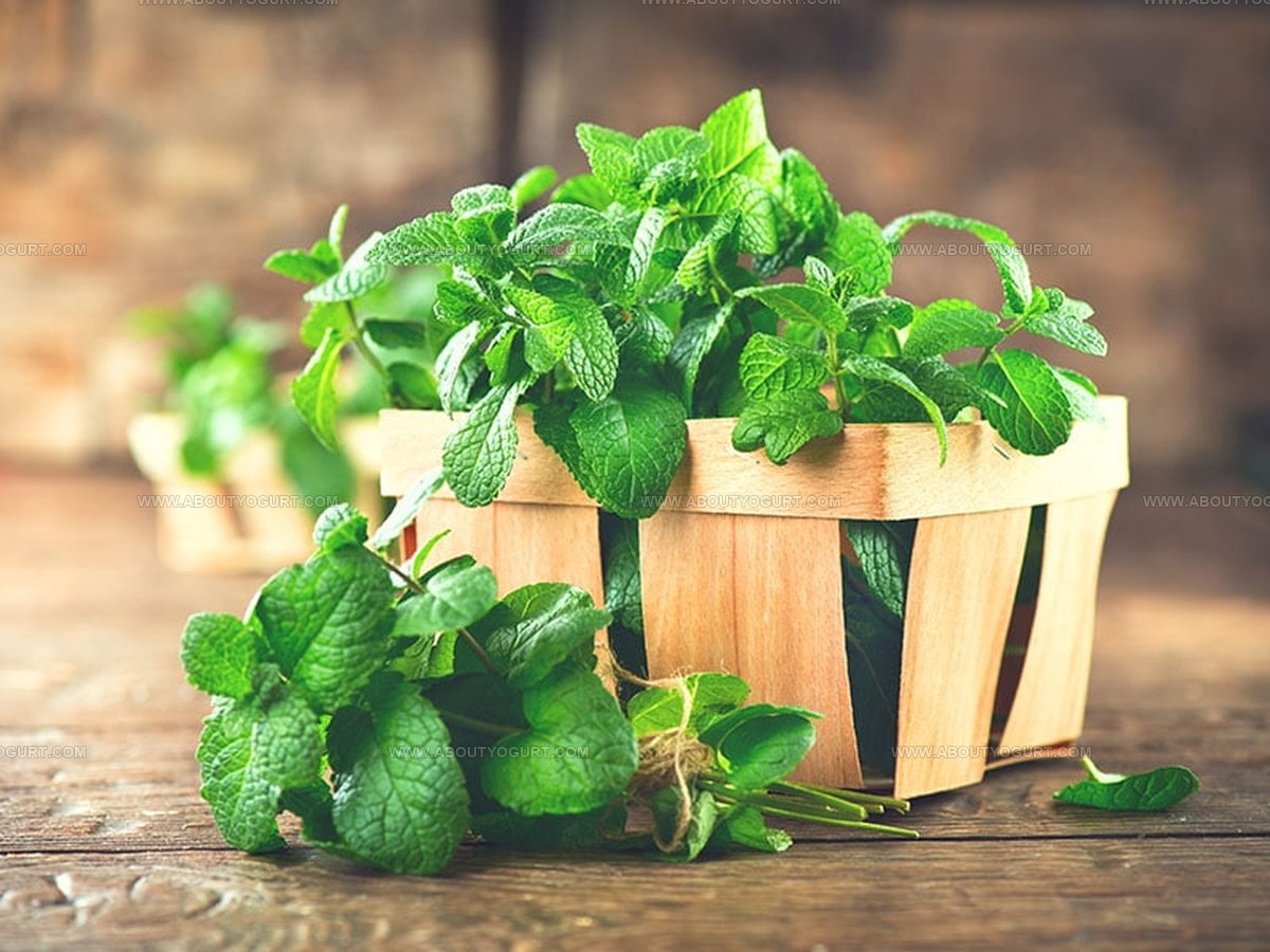 Basil or Oregano: What Makes Each Herb Unique