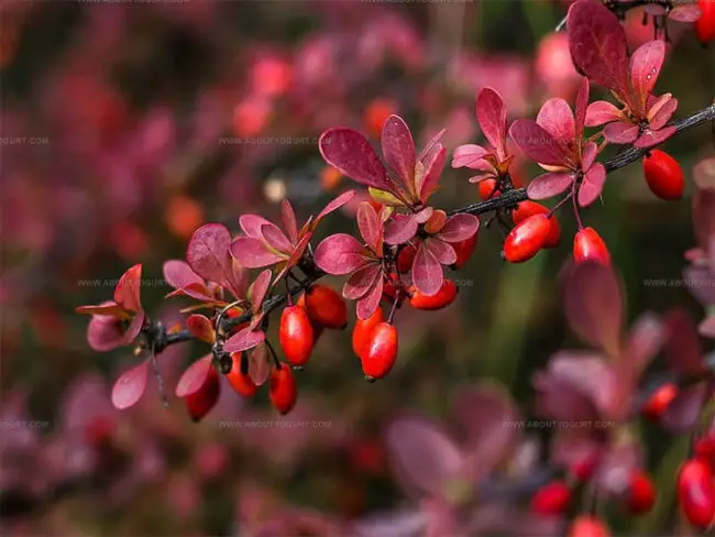 How to Adjust Sweetness or Acidity With Barberry Swaps