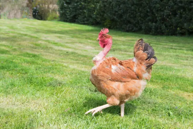 Poulet Du Perigord