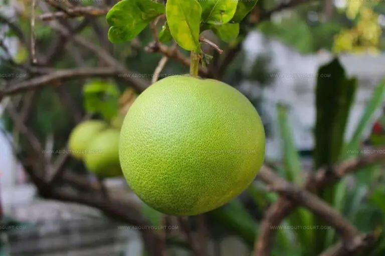 What Does Pomelo Taste Like? Sunshine in a Citrus Bite!