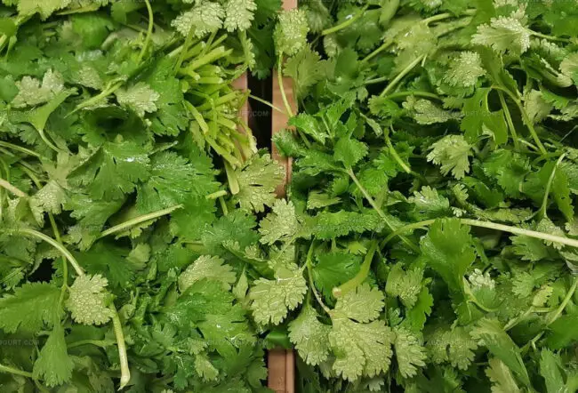 How To Use Coriander In Cooking