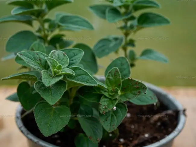 Oregano Essential Insights
