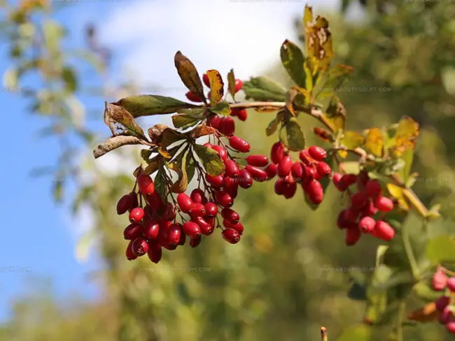 What Are Barberries?
