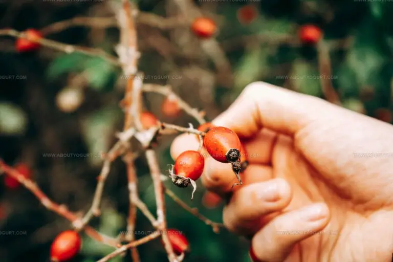 5 Barberry Replacements for Tart Flavor