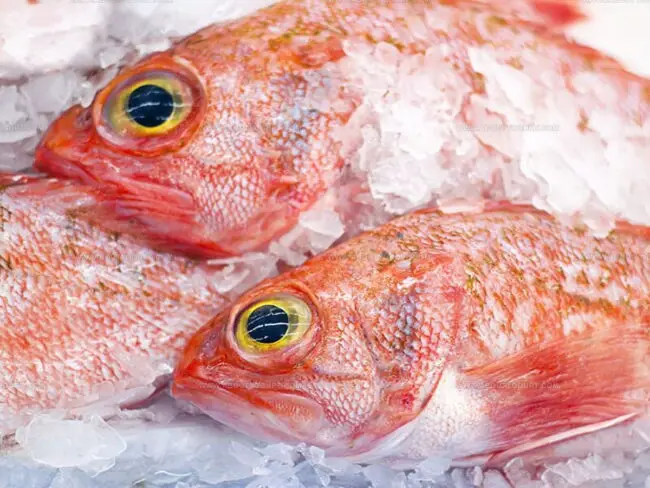 What Redfish Tastes Like