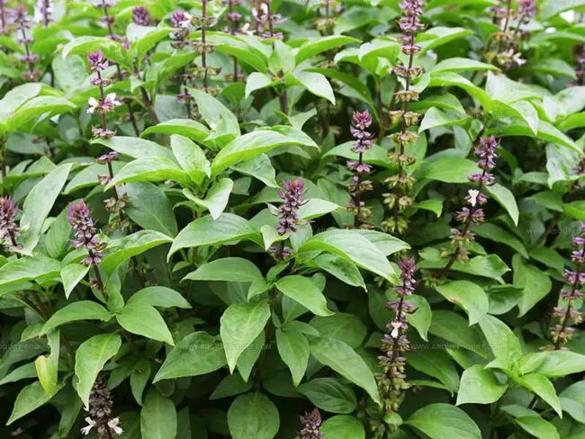 Fascinating Basil Facts to Discover