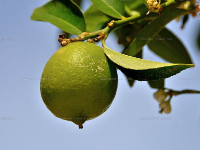 Persian / Bearss / Tahiti Lime