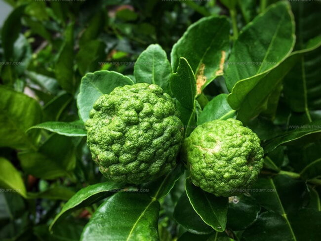 Kaffir Lime (Citrus hystrix)