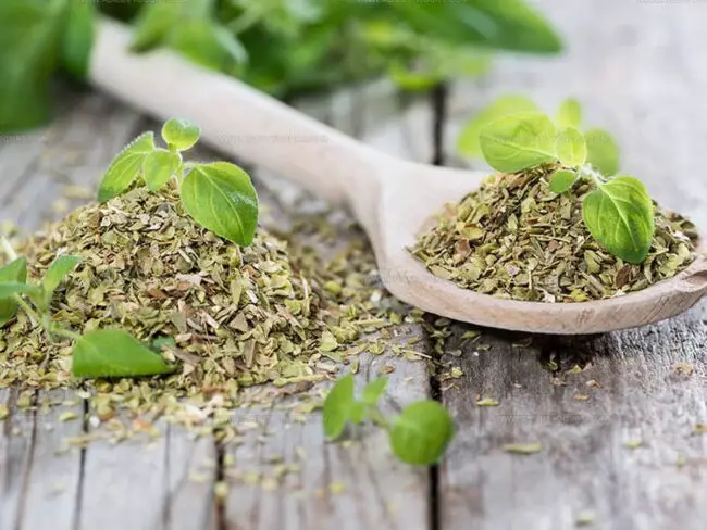 Fresh vs. Dried Oregano