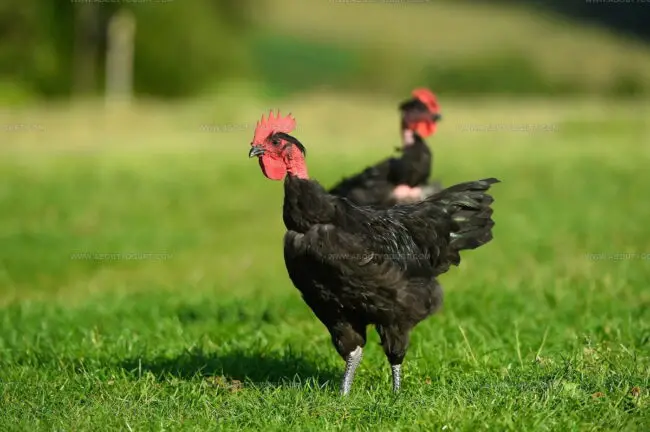 Volailles De Bretagne