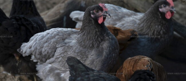 Poulet Des Cevennes And Chapon Des Cevennes