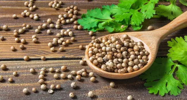 Fresh Coriander Leaves vs. Coriander Seed Flavor