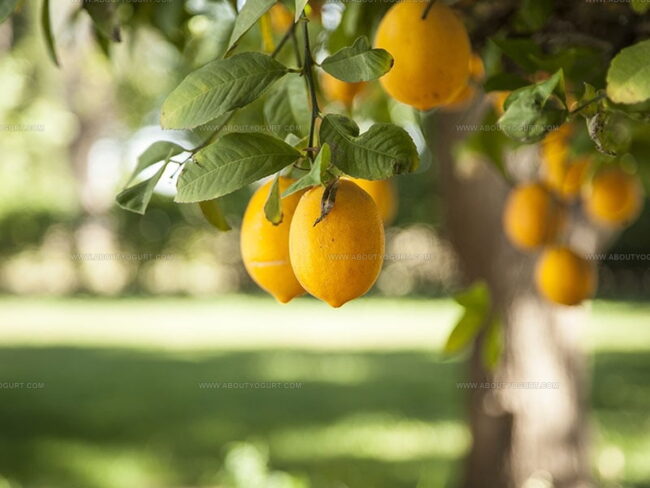 Meyer Lemon