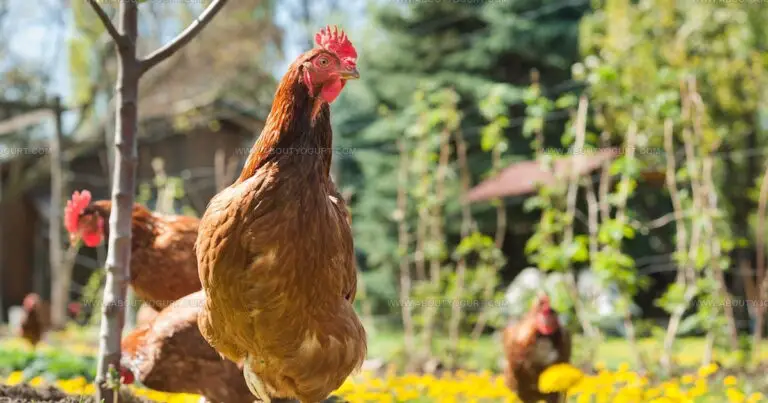 41 Famous French Poultry Dishes to Master at Home
