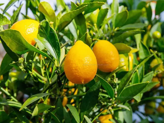 Varieties Of Lime